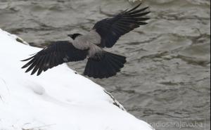 Vrane u Sarajevu: Šta o svemu kažu ornitolozi, ekipe Hitne pomoći...